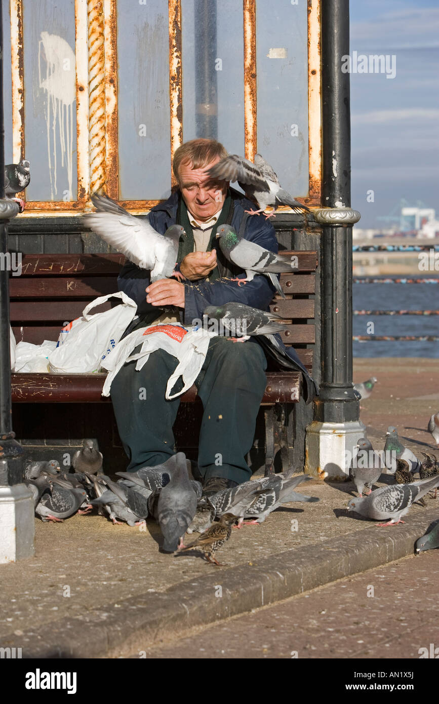 Alimentazione uomo piccioni New Brighton Wirral Merseyside England Foto Stock