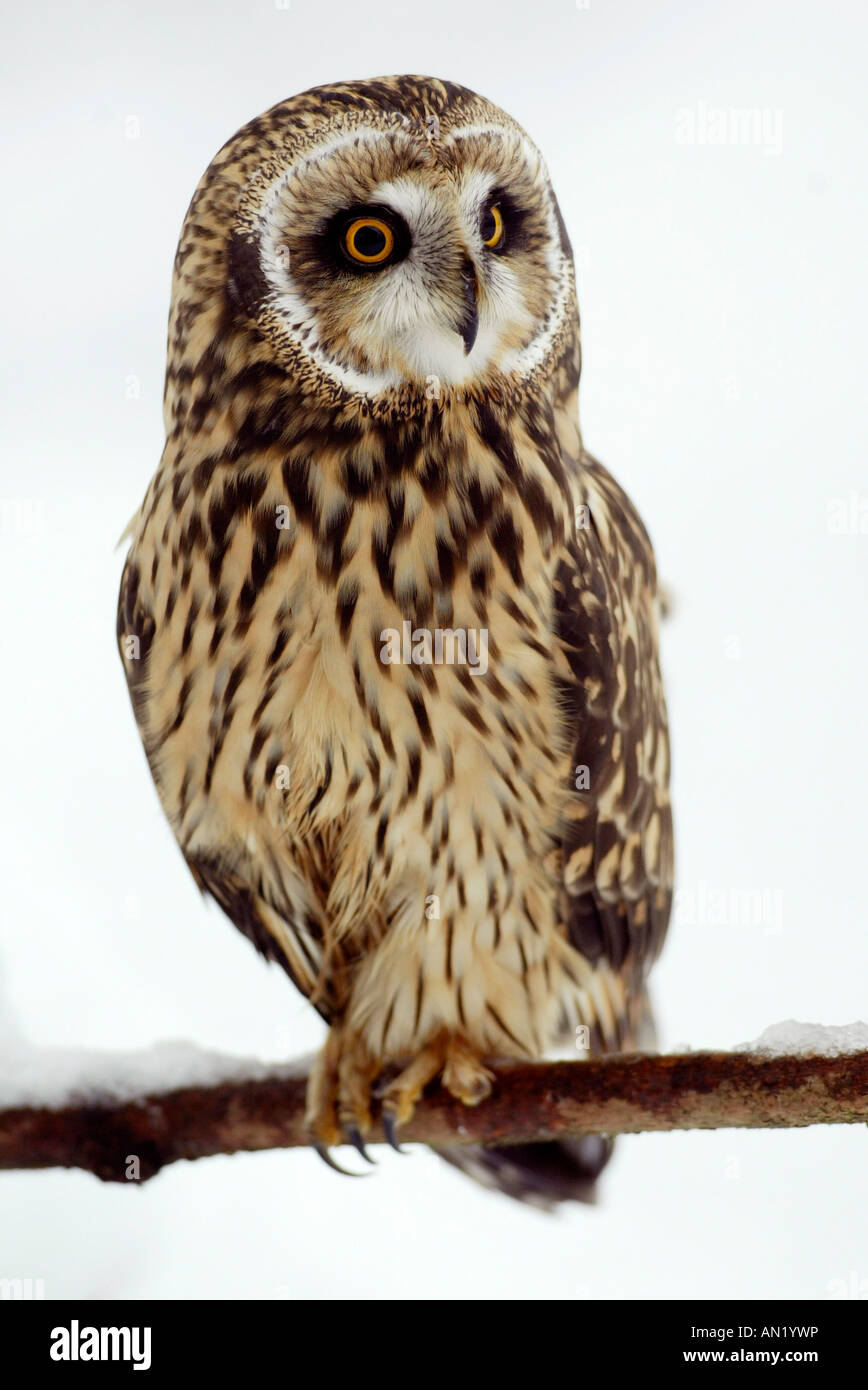 Sumpfohreule asio flammeus Short eared Owl Foto Stock