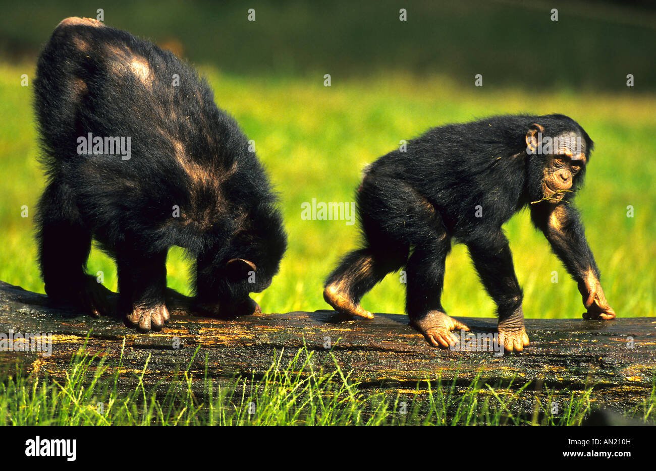 Schimpanse scimpanzé Pan troglodytes Foto Stock