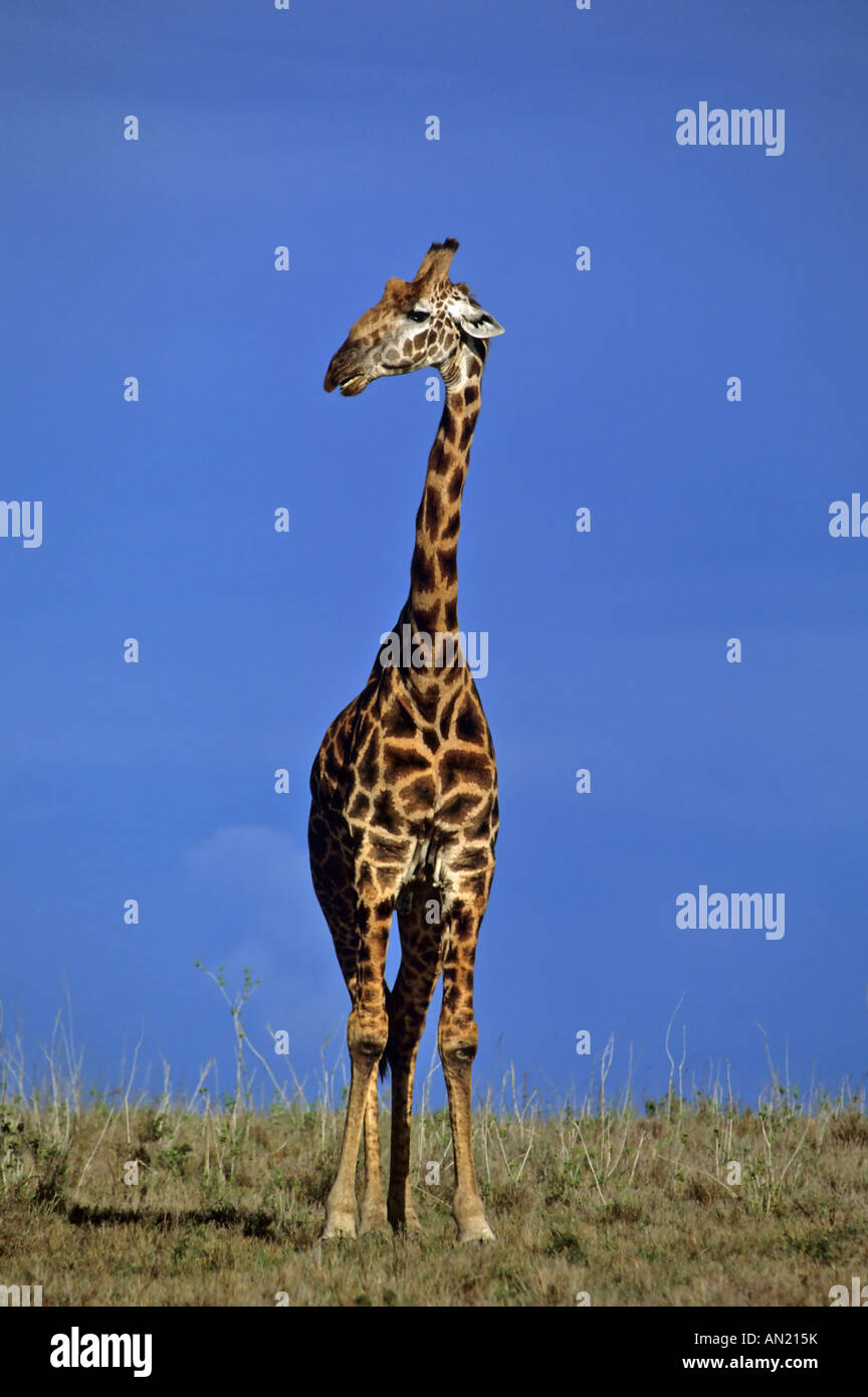 Masaigiraffe Masai Giraffe Giraffa camelopardalis NP di Nairobi in Kenia Afrika Foto Stock