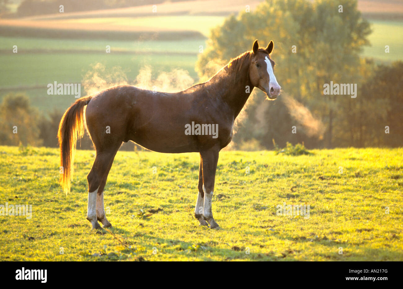 Tedesco cavallo di Vestfalia Foto Stock