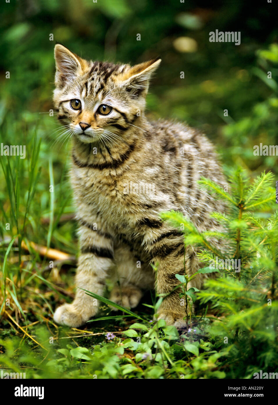 Junge Wildkatze Felis silvestris Gatto selvatico europeo Foto Stock