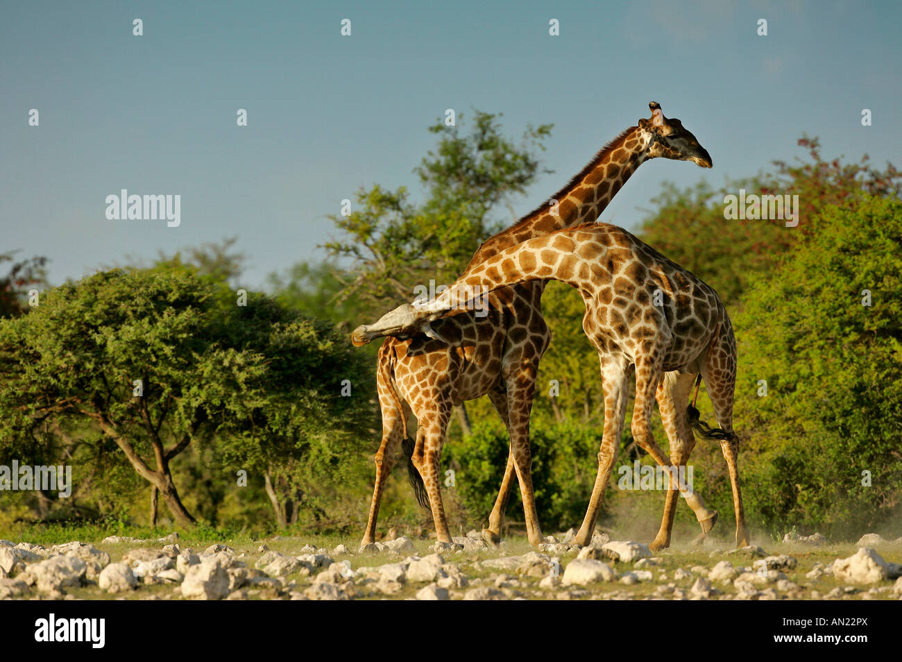 Due tori giraffa Giraffa camelopardalis combattimenti Etosha National Park Namibia Foto Stock