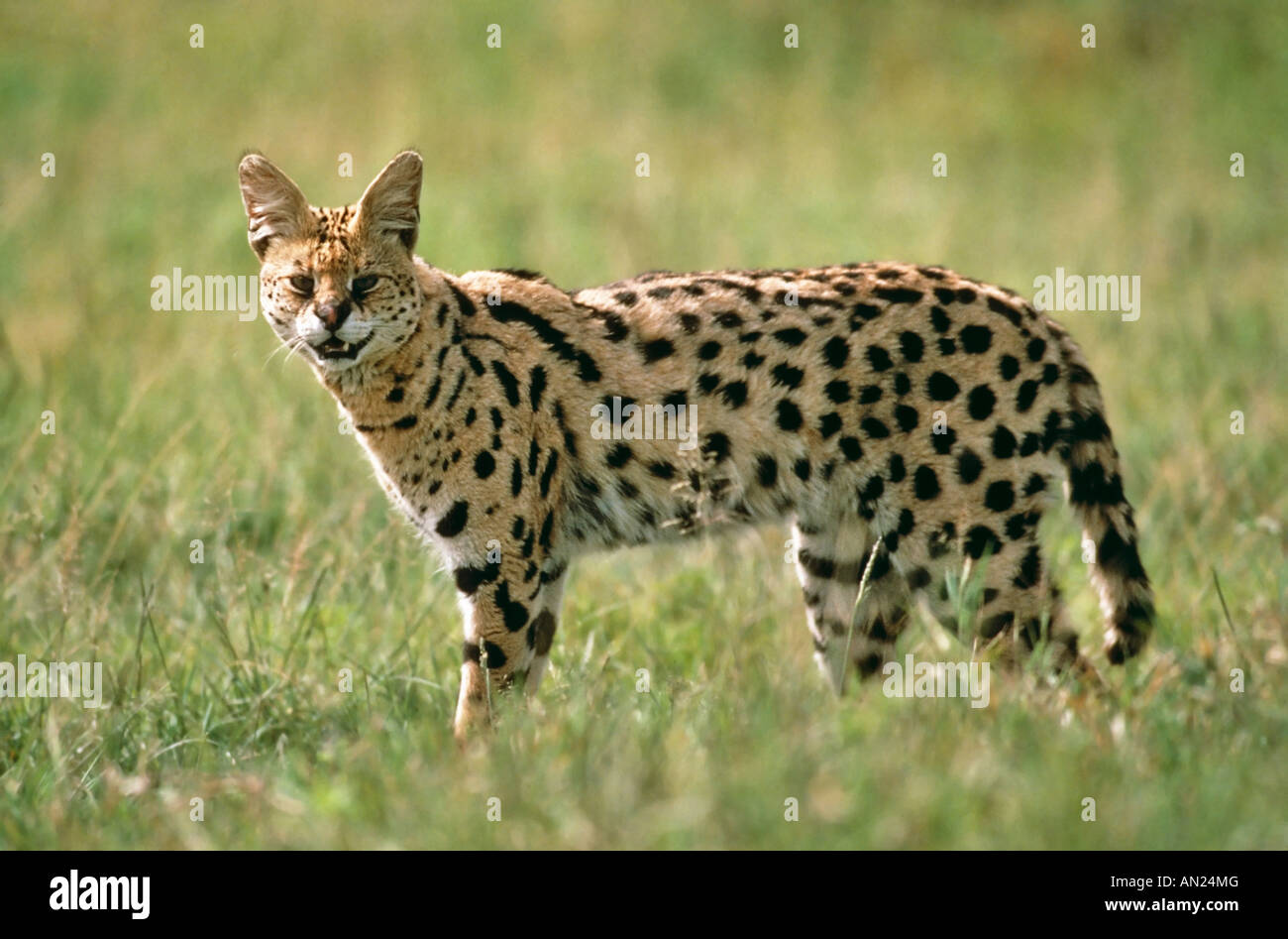 Serval Felis serval cratere di Ngorongoro Crater Tanzania Tanzania Afrika africa Foto Stock