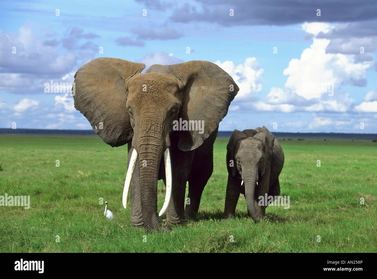 Afrikanischer Elefant dell' elefante africano Baby Junges Loxodonta africana Amboseli Kenia Afrika Foto Stock