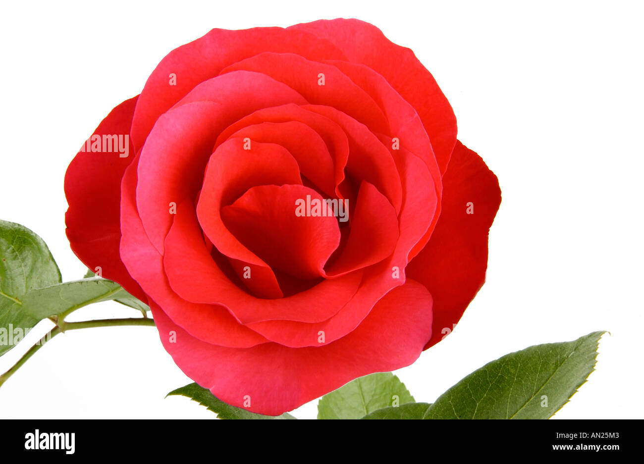 Red Rose fiore close up Foto Stock Red Rose fiore close up Foto Stock
