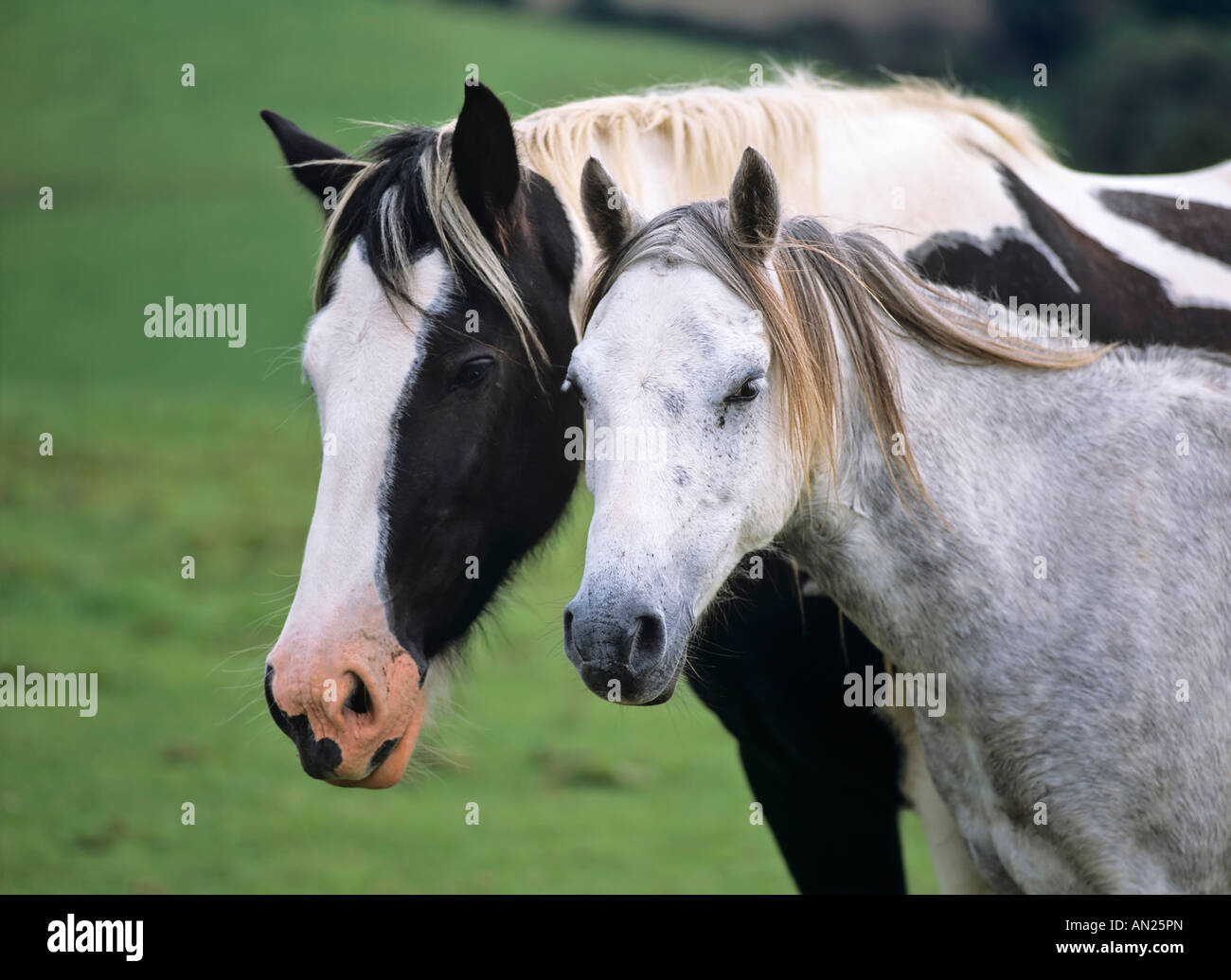 Tinker Wallach und Araber Pony Foto Stock