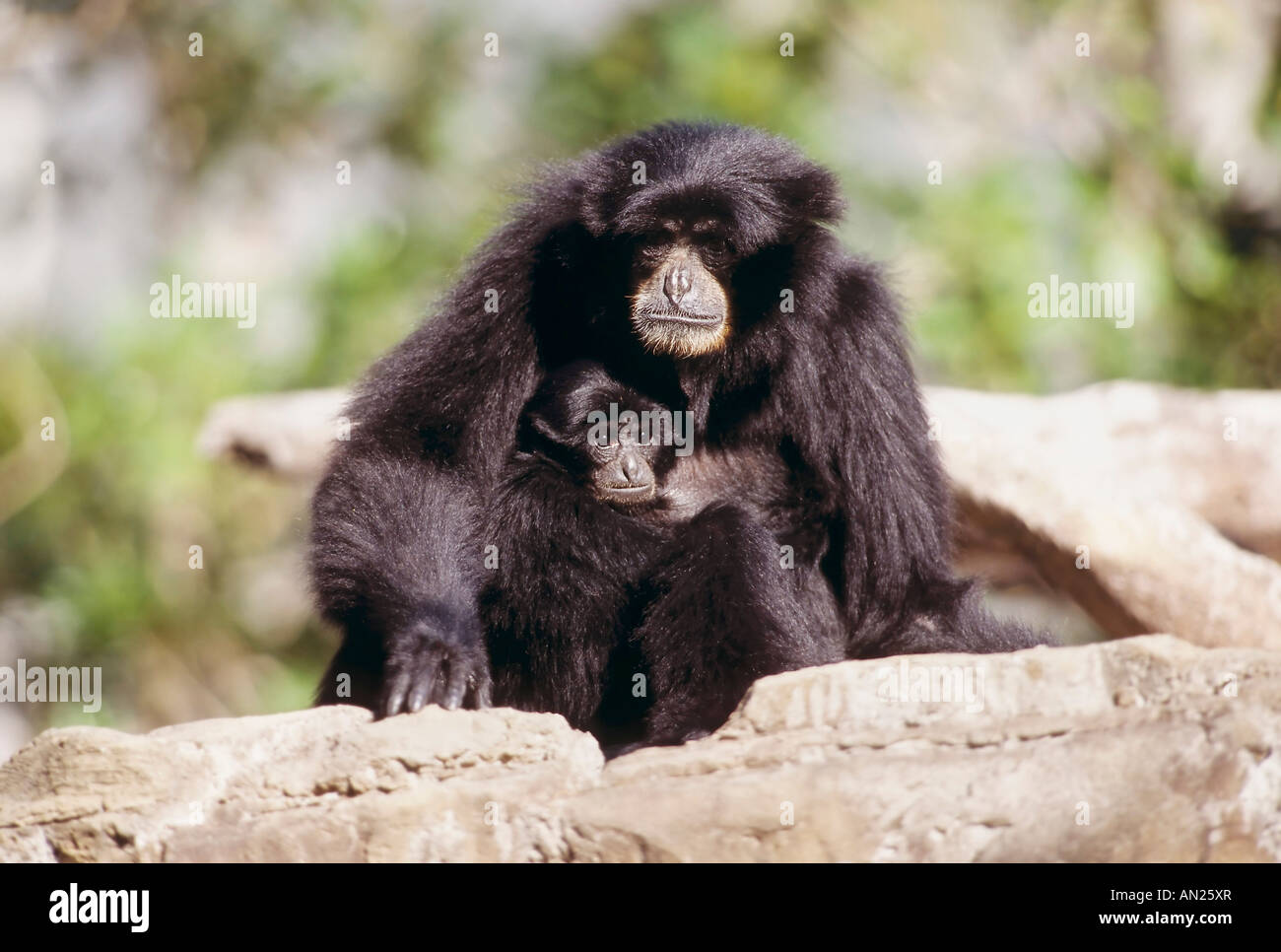 Siamang il bambino e la madre Mutter Zoo USA Foto Stock