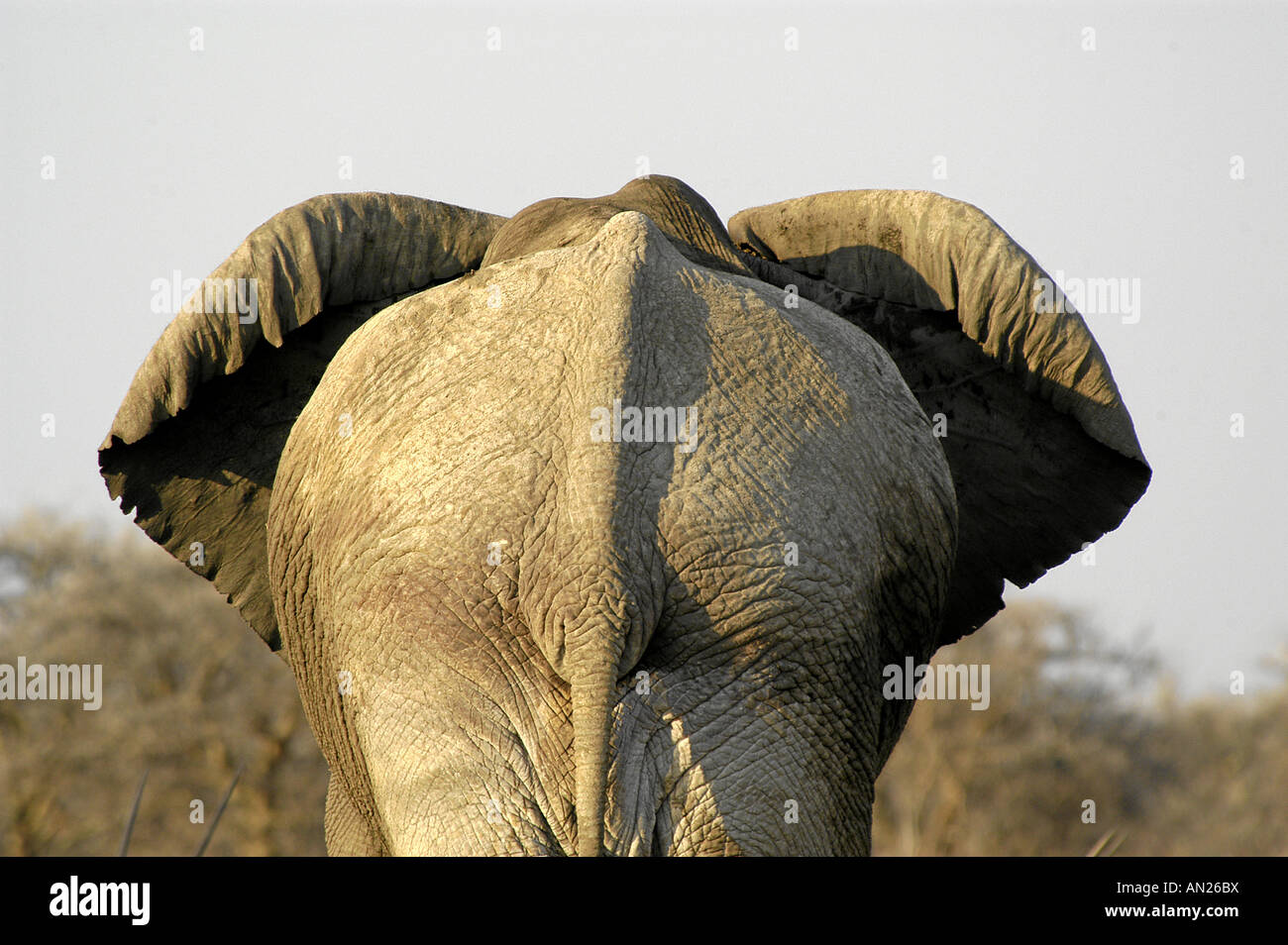 Afrikanische Elefanten elefanti africani Loxodonta africana Foto Stock
