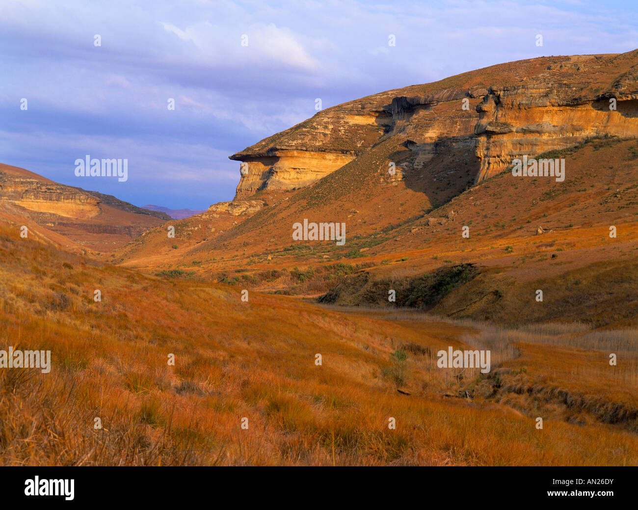 Dorata scogliere e pascoli in early morning light Golden Gate Higlands Parco nazionale dello Stato libero Sud Africa Foto Stock