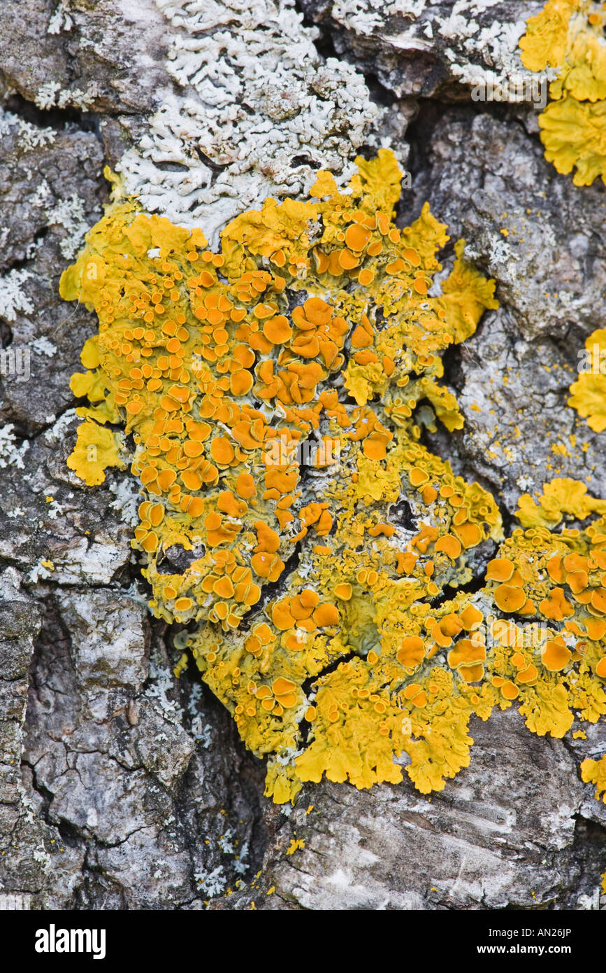 Crustose licheni Xanthoria parietina cresce su corteccia di betulla comune Skipwith East Yorkshire Ottobre 2007 Foto Stock