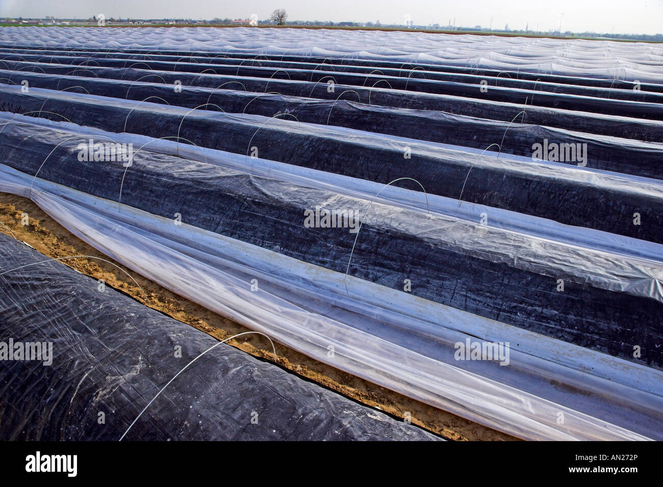 Spargelfeld Rheinland Pfalz Germania Asparagusfield in Germania Foto Stock