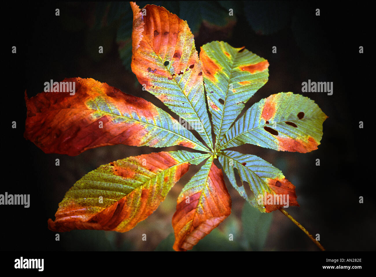 Ippocastano leaf Aesculus hippocastanum Foto Stock