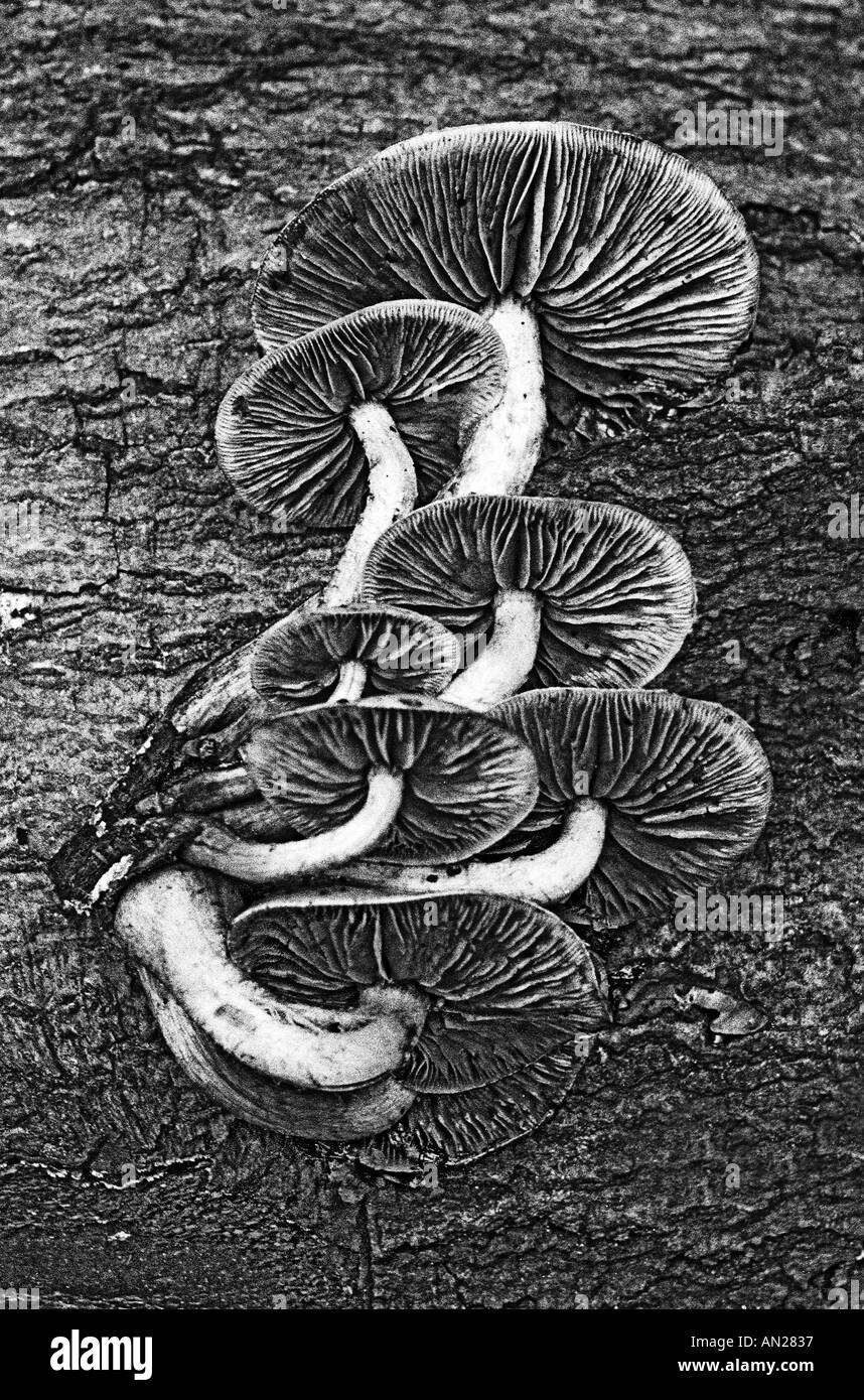 Funghi, toadstools sul decadimento di legno ad albero Foto Stock