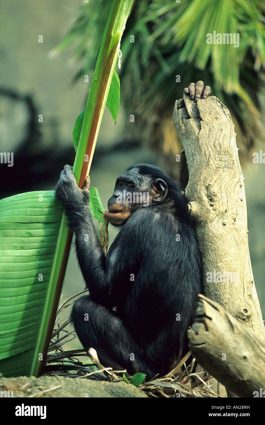 Zwergschimpanse Bonobo Bonobos Pan paniscus Foto Stock