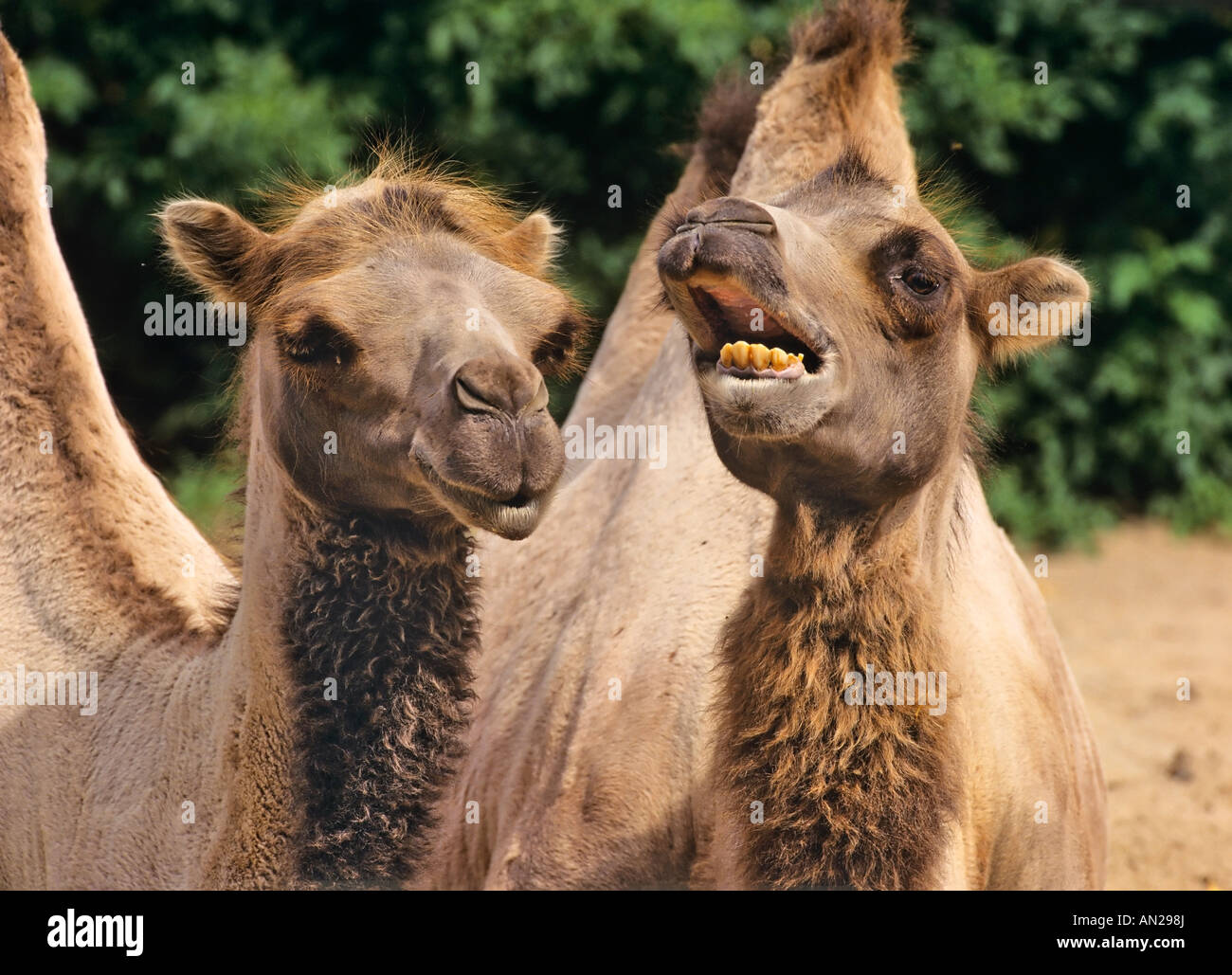 Trampeltiere zweihoeckrige Kamele Camelus ferus Foto Stock