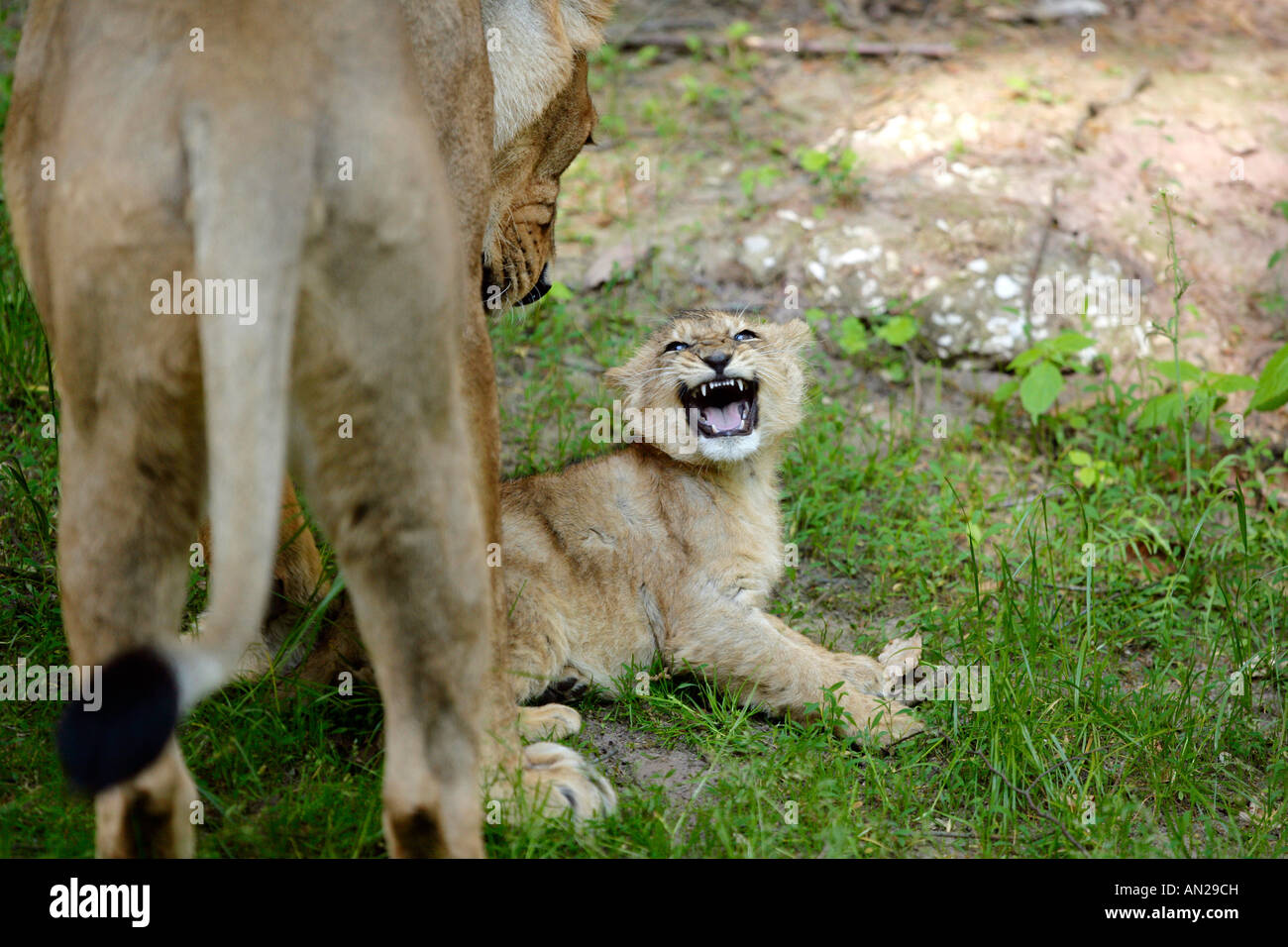 Asiatischer Löwe Panthero leo persica asiatico Jungtiere Lion Foto Stock