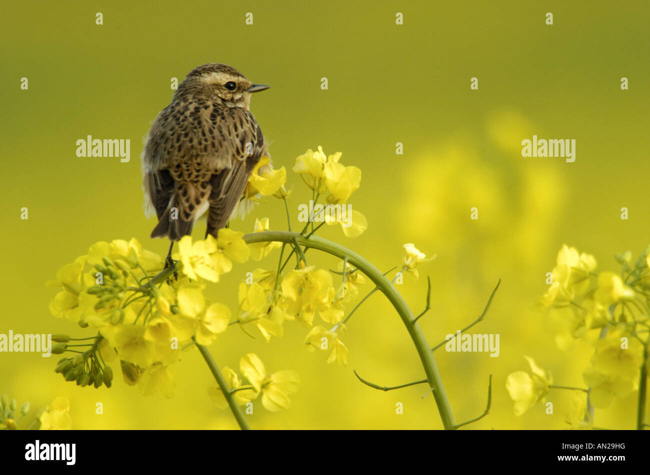 Braunkehlchen Saxicola rubetra Whinchat Europa Germania Deutschland Europa Foto Stock