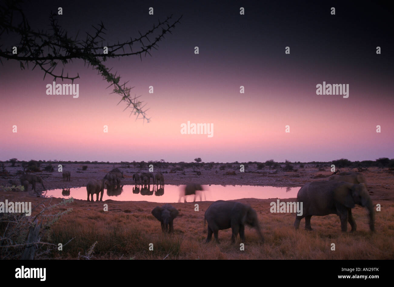 Afrikanische Elefanten elefanti africani Loxodonta africana Foto Stock