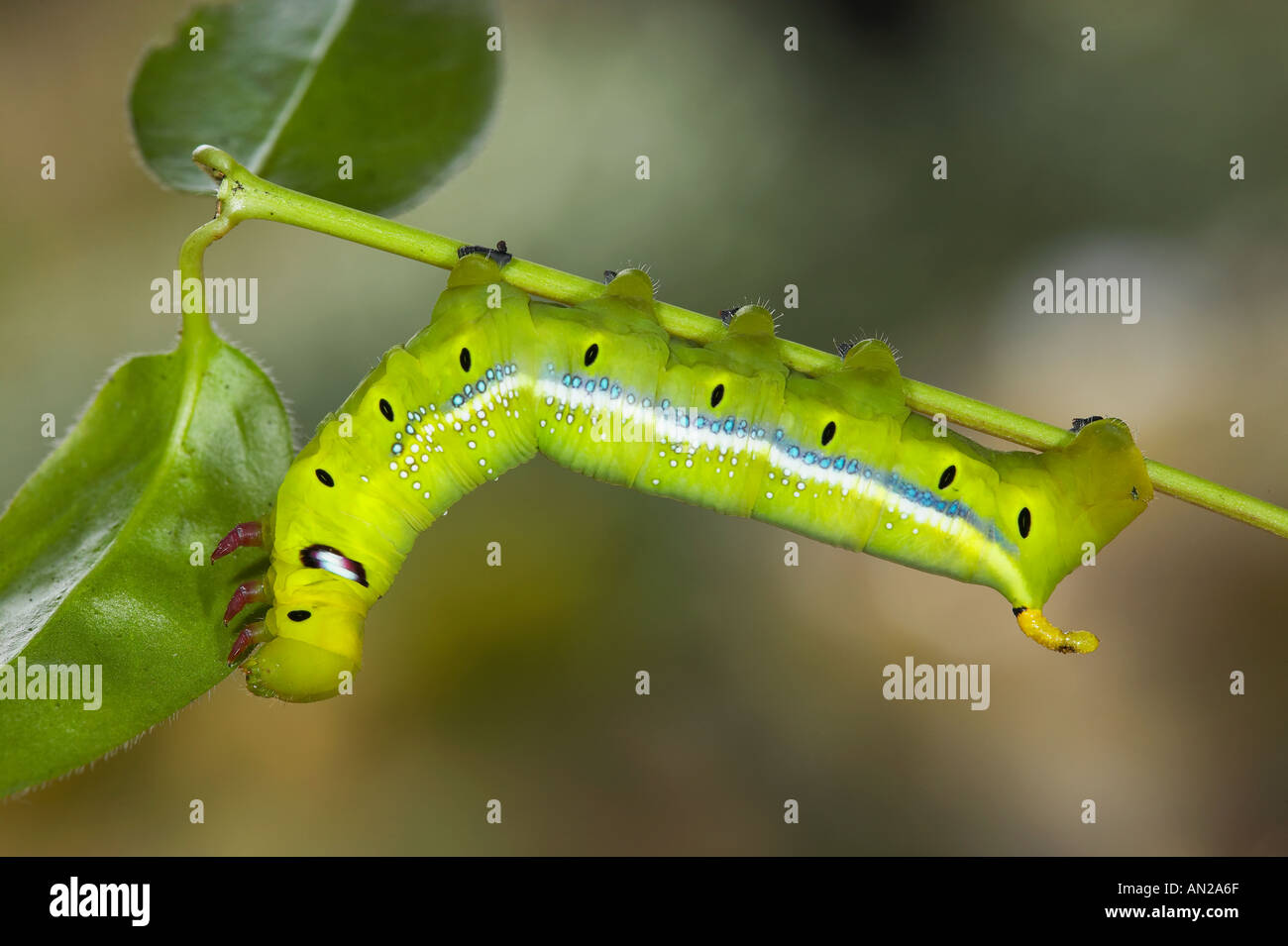 Oleandro Hawkmoth Daphnis nerii larve alimentare sulla oleander Foto Stock