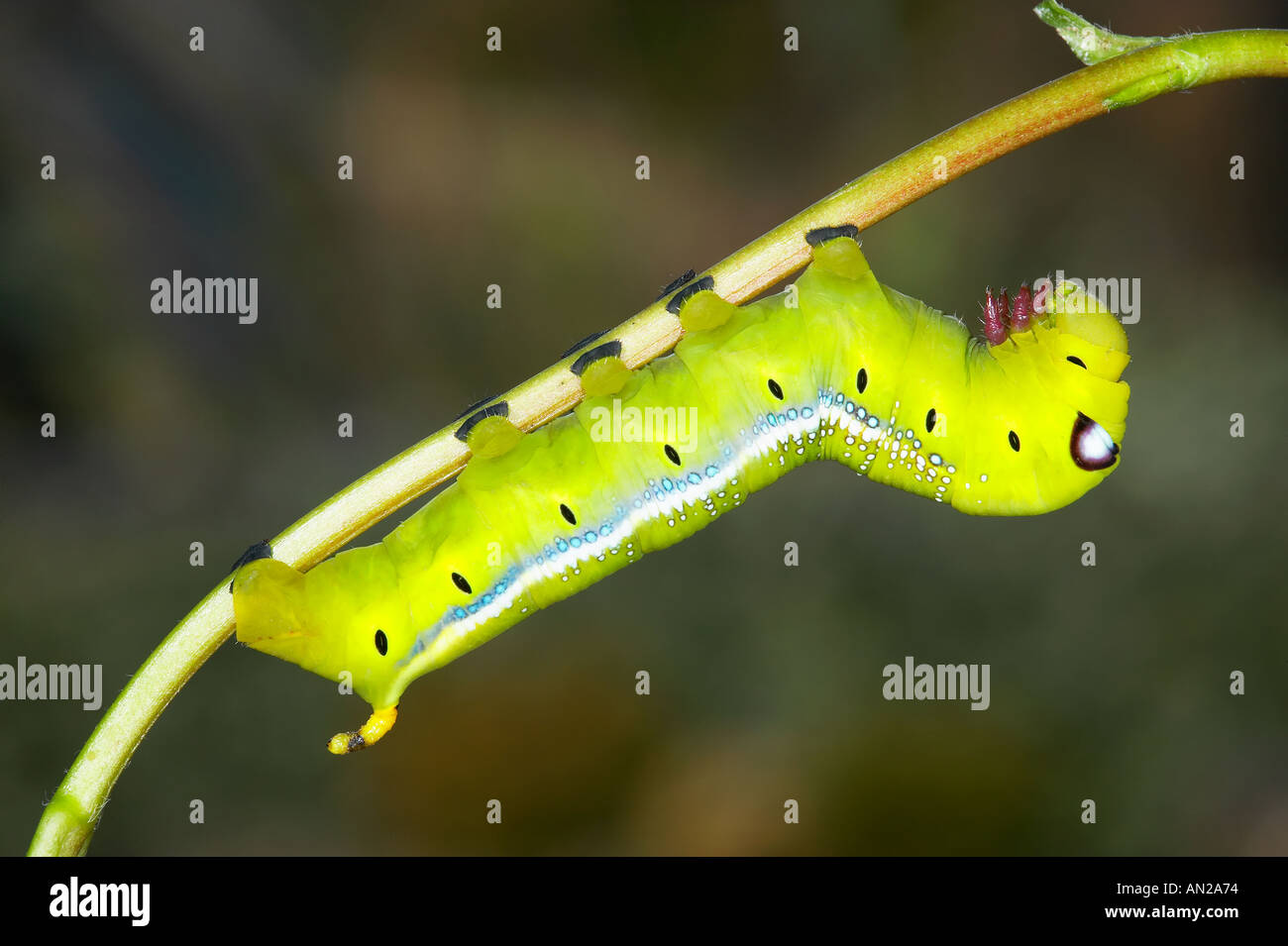 Oleandro Hawkmoth Daphnis nerii larve sulla Oleander stelo Foto Stock