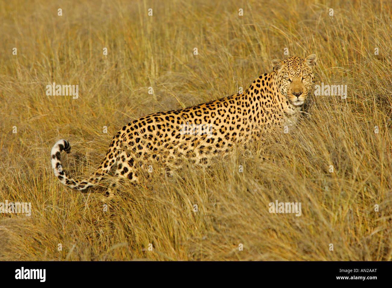 Maschio di leopard panthera pardus in piedi di Savannah in mattina presto luce della Namibia in Africa Foto Stock