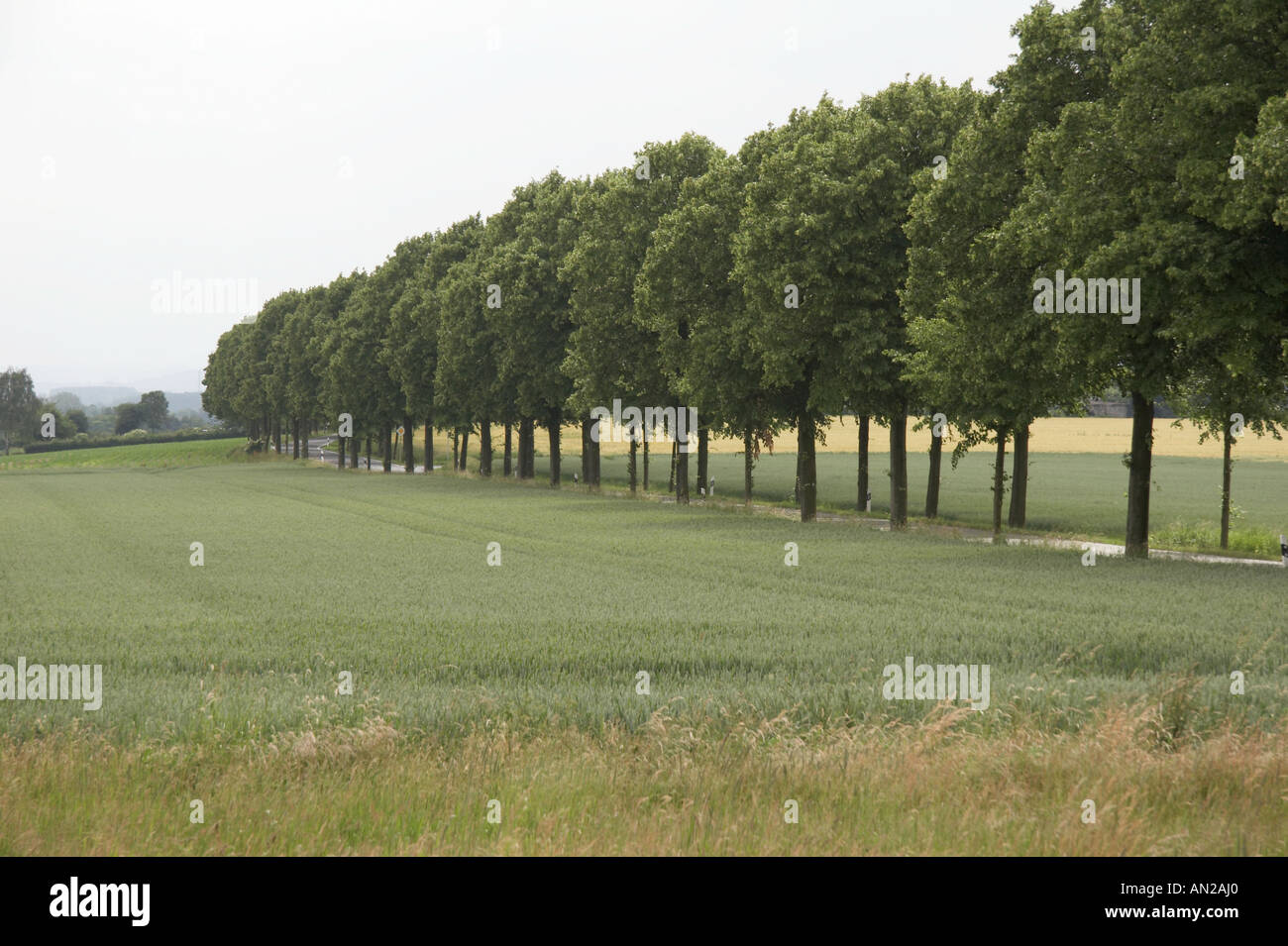 Viale alberato Foto Stock