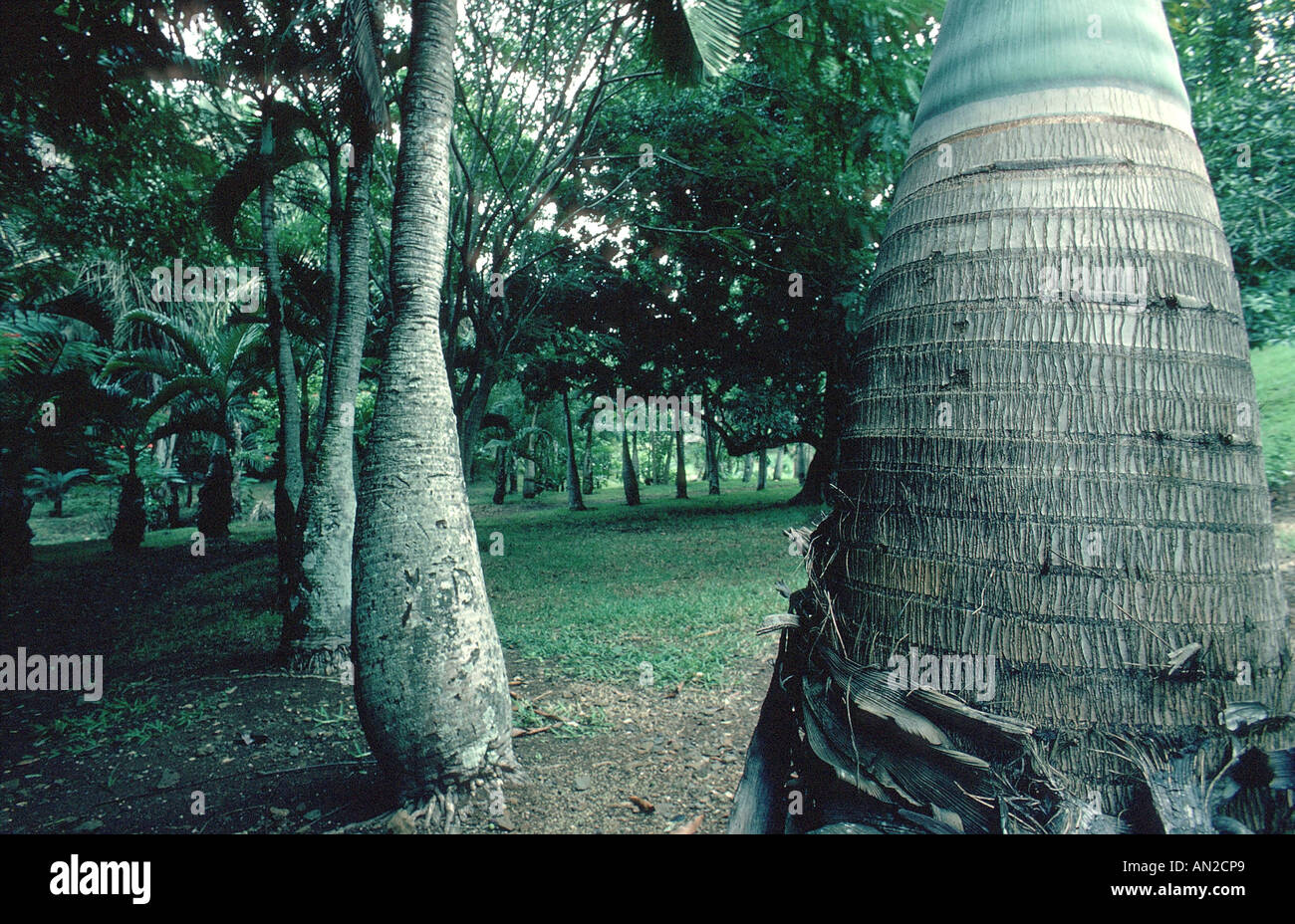 Di affinamento (Palm Hyophorbe lagenicaulis, Mascarena lagenicaulis), la base dello stelo, Mauritius Foto Stock