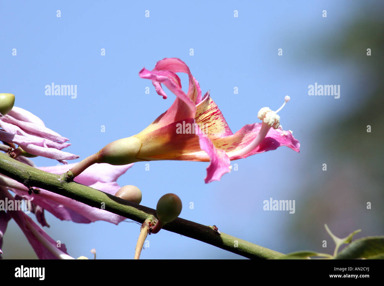 Fiore del filo interdentale albero di seta Foto Stock