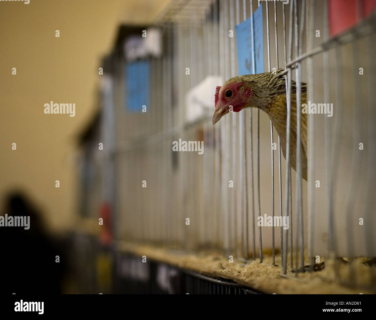 Una gallina in gabbia il peering fuori attraverso le barre Foto Stock