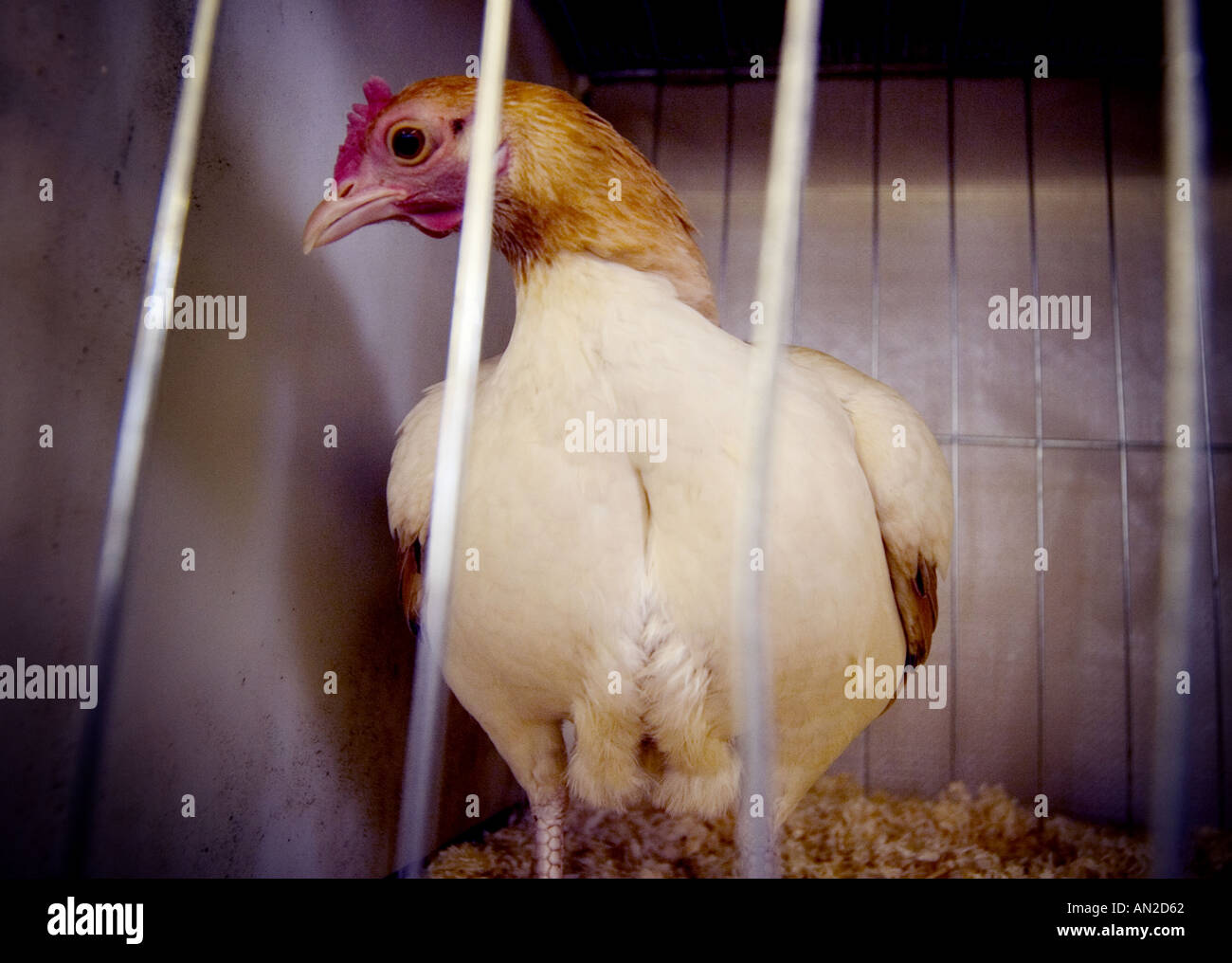 Una gallina in gabbia il peering fuori attraverso le barre Foto Stock