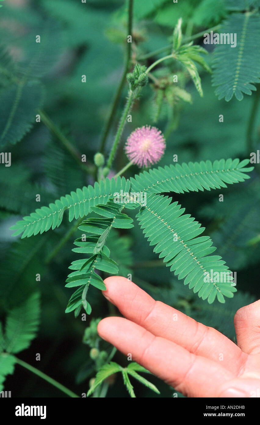 Impianto sensibili, vergogna impianto (Mimosa pudica), di fiori e foglie, foglie sensitiv, opuscoli piegati dopo aver toccato Foto Stock