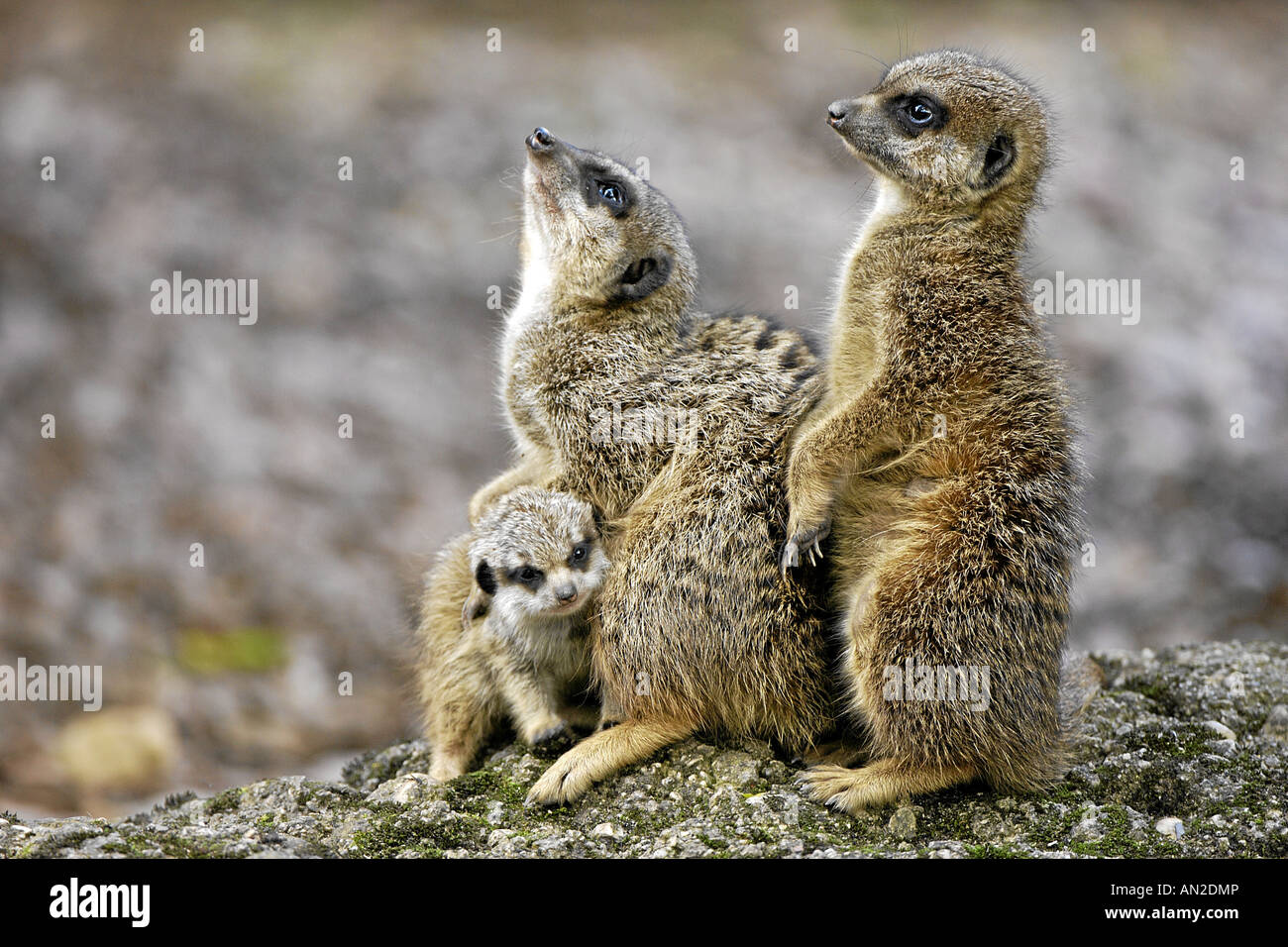 Erdmaennchen suricatta suricatta slanciata meerkat codato afrika africa Foto Stock