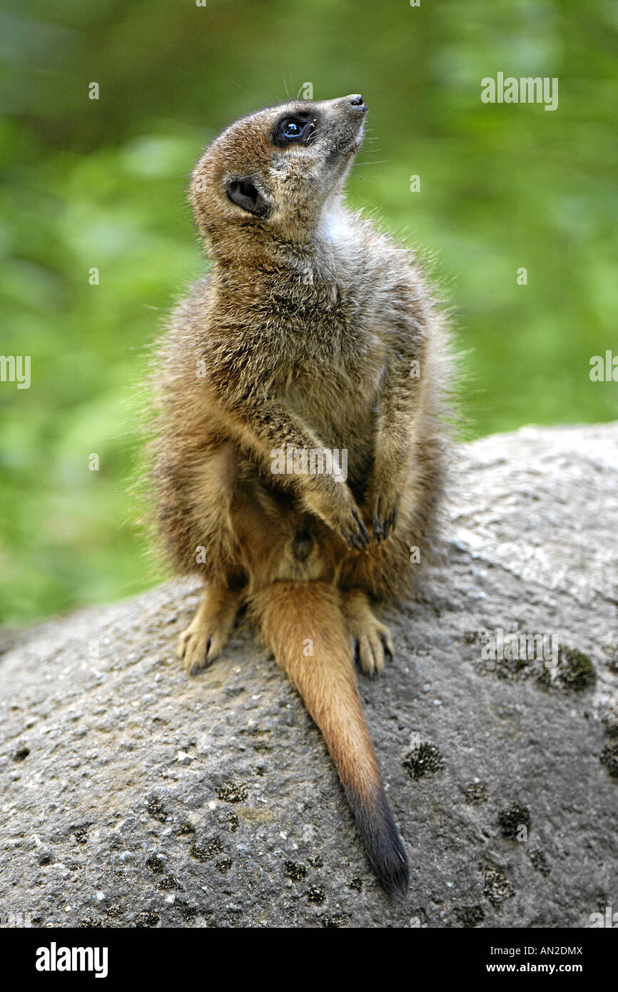 Erdmaennchen suricatta suricatta slanciata meerkat codato afrika africa Foto Stock