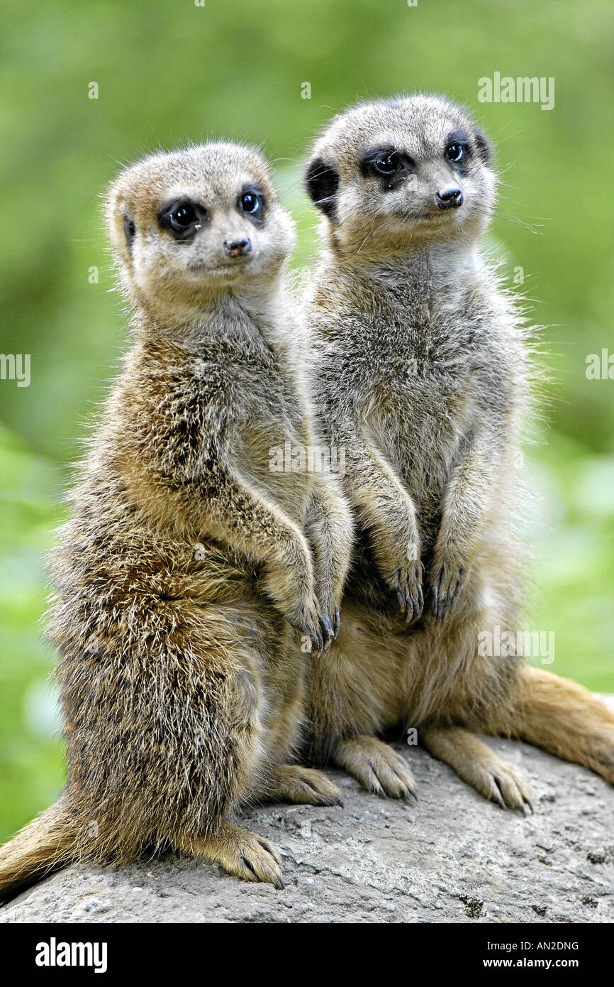 Erdmaennchen suricatta suricatta slanciata meerkat codato afrika africa Foto Stock