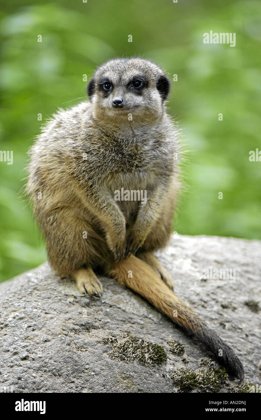 Erdmaennchen suricatta suricatta slanciata meerkat codato afrika africa Foto Stock