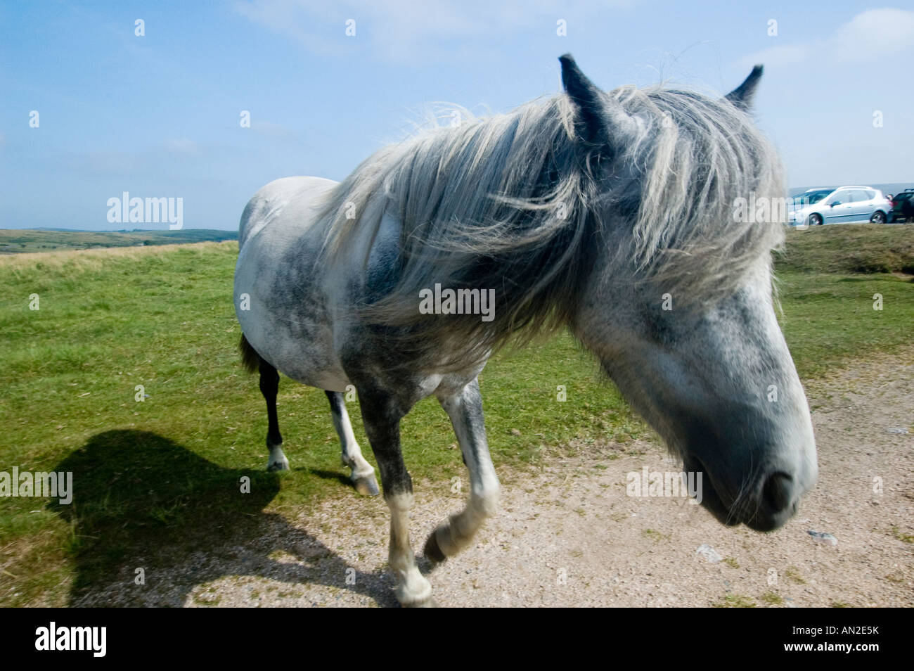 Dartmoor pony al Parco Nazionale di Dartmoor, Devon, Regno Unito Foto Stock