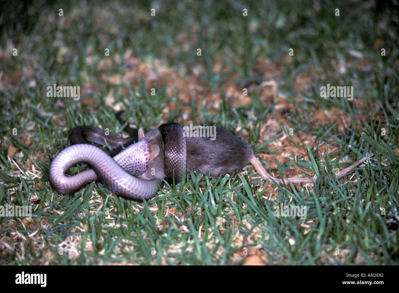 REPITLE Snake Marrone House Foto Stock