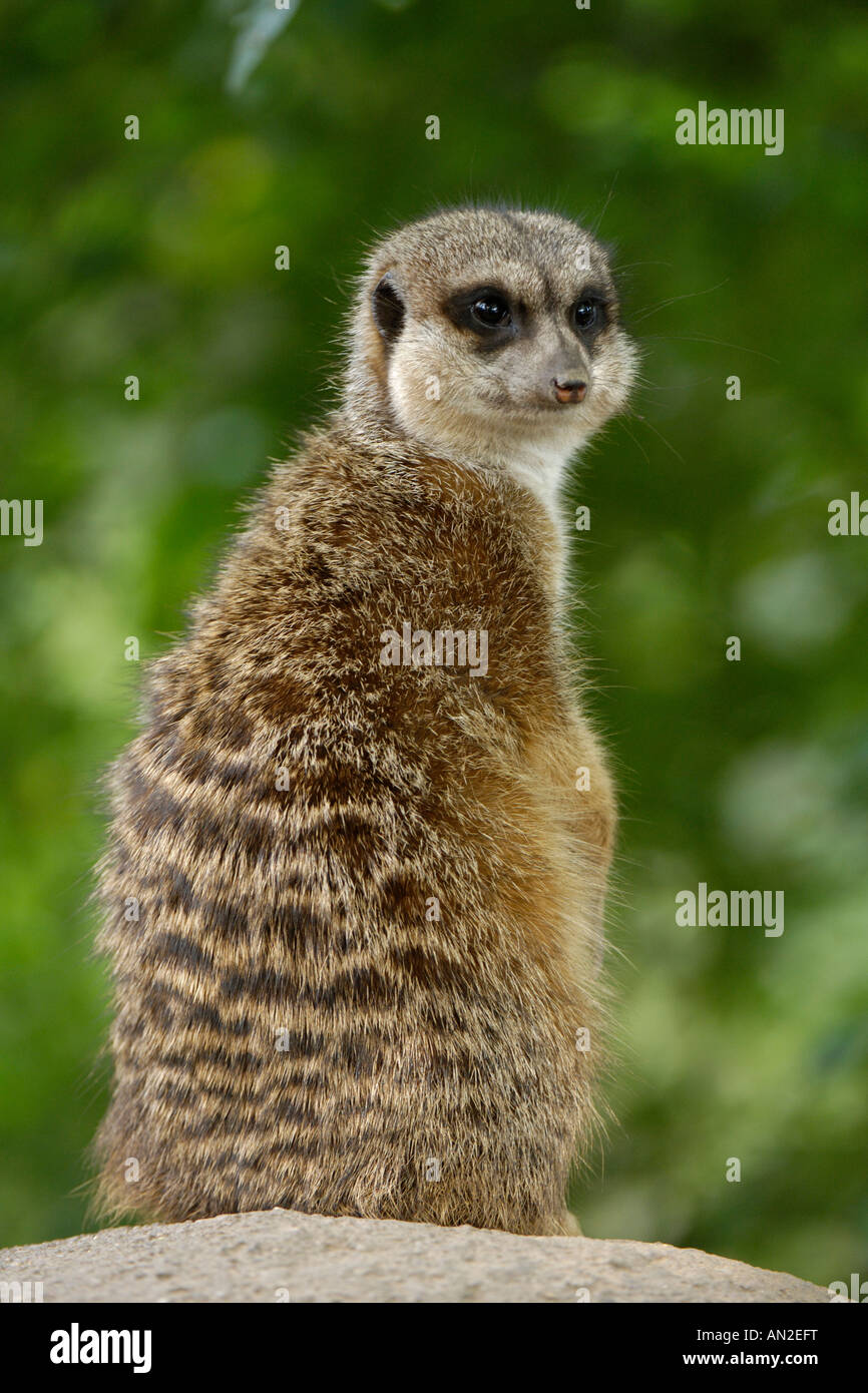 Erdmaennchen suricatta suricatta slanciata meerkat codato afrika africa Foto Stock