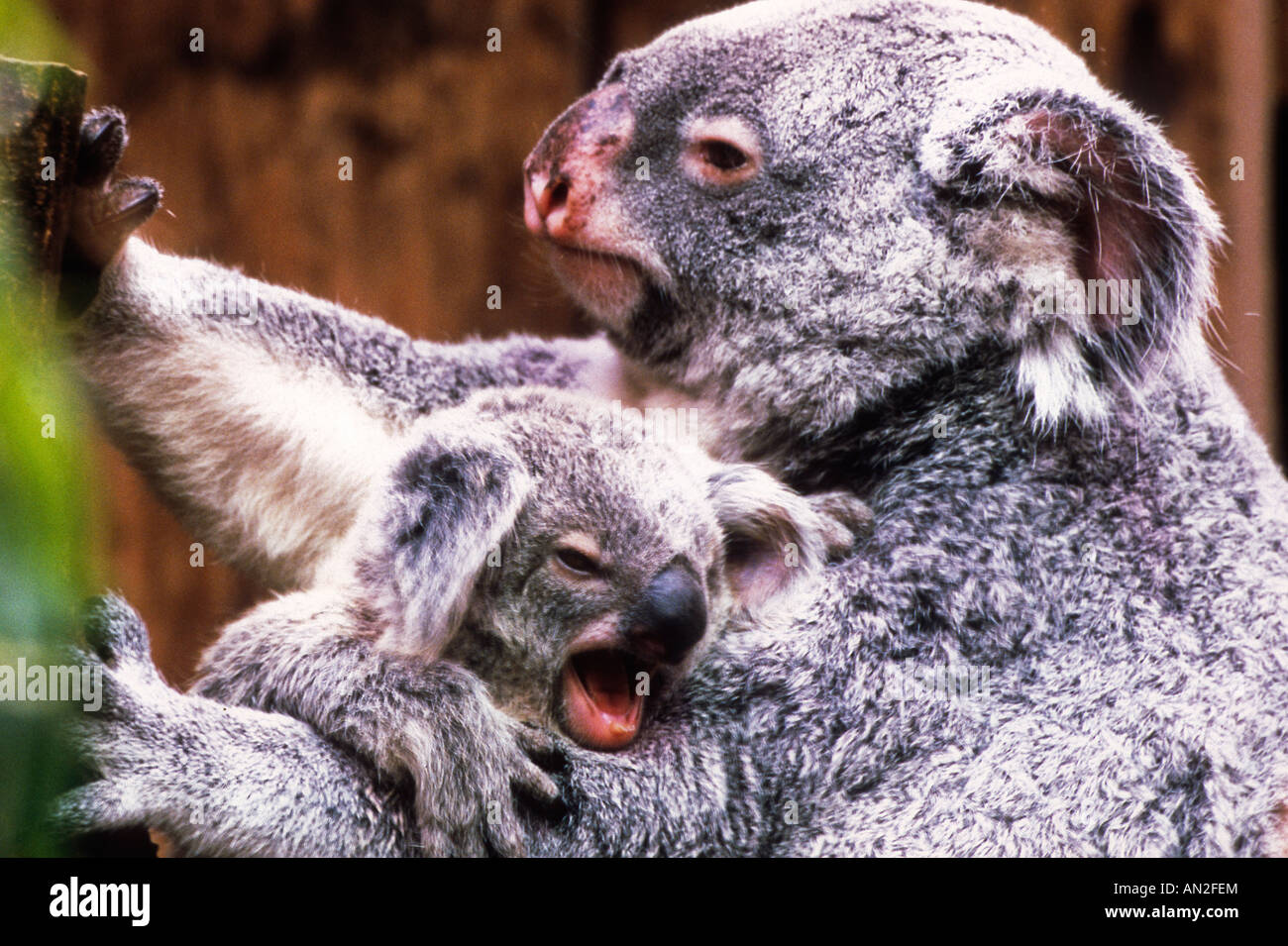 Il Koala Koala Jungtier Mutter mit tipo Foto Stock