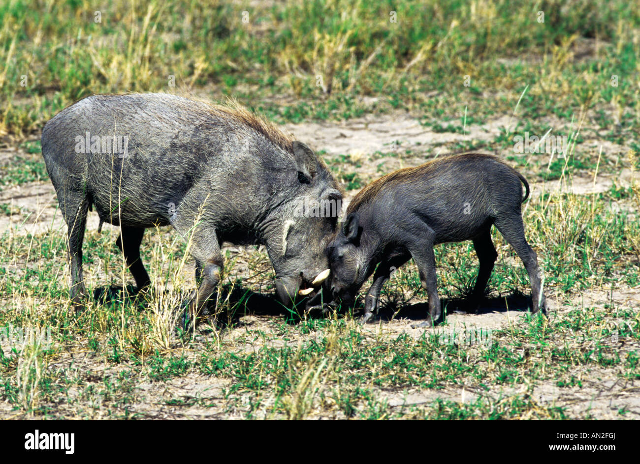 Warzenschwein mit Jungen Warthog con cuccioli Phacochoerus aethiopicus Etoscha NP Namibia Afrika Foto Stock