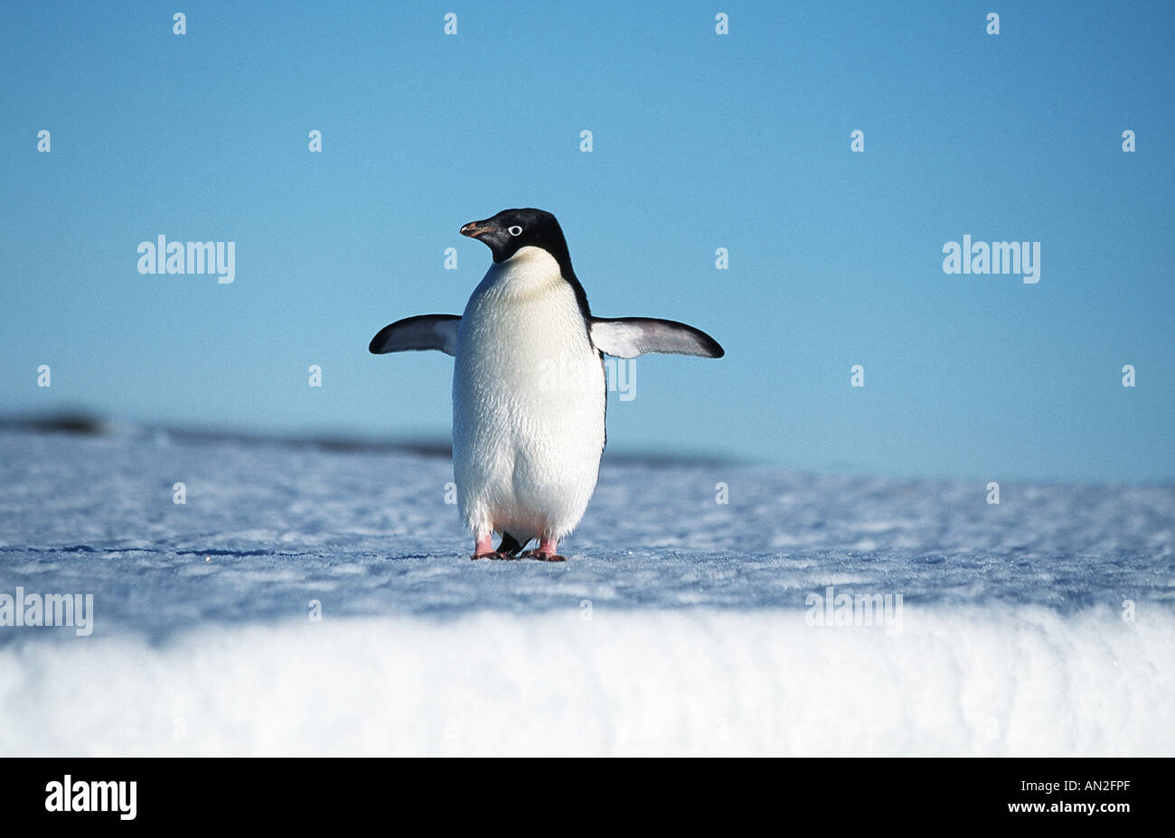 Adelie penguin (Pygoscelis adeliae), outstretching ali, Antartide Foto Stock