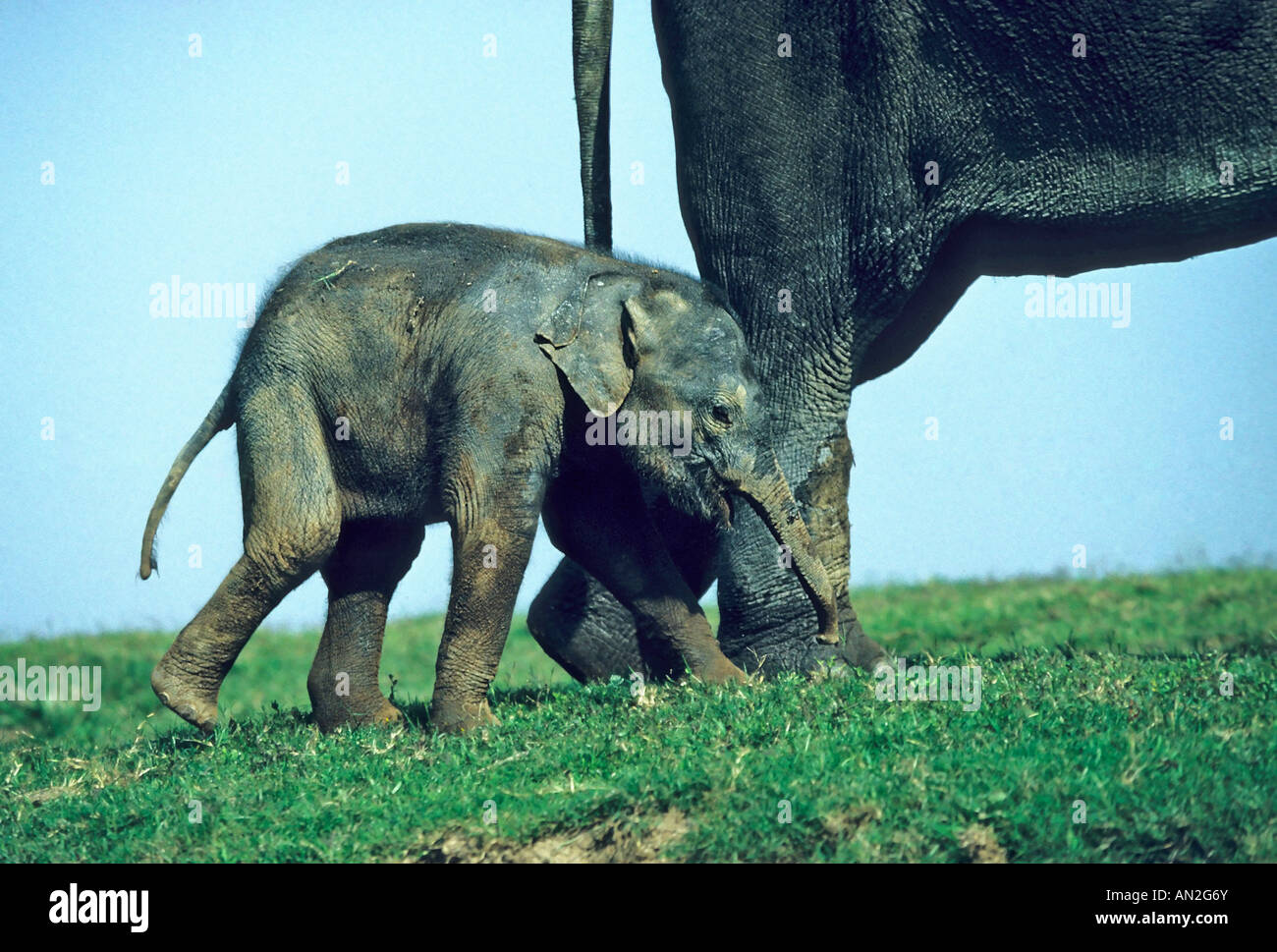 L'elefante indiano Baby Elephas maximus Kaziranga NP Indien India Foto Stock