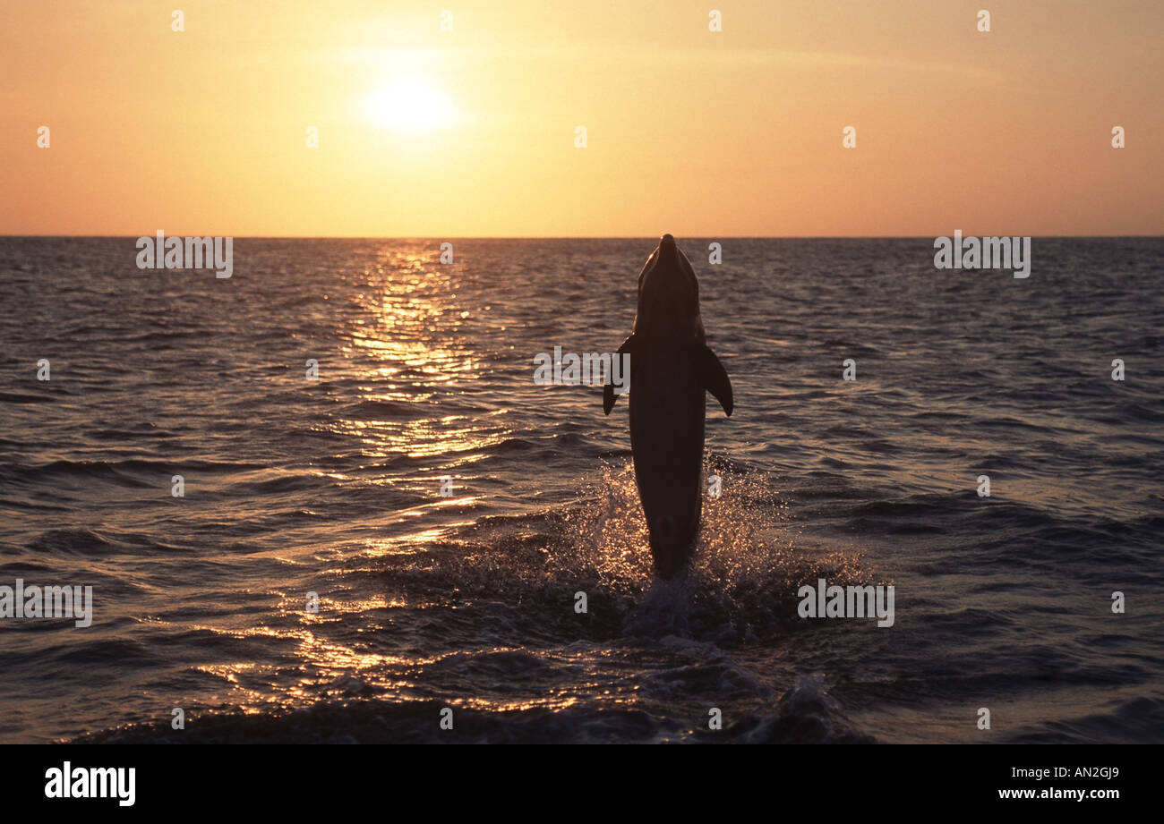 Bottlenosed dolphin, comune bottiglia di delfini dal naso (Tursiops truncatus), riproduzione, Honduras, Roatan Foto Stock