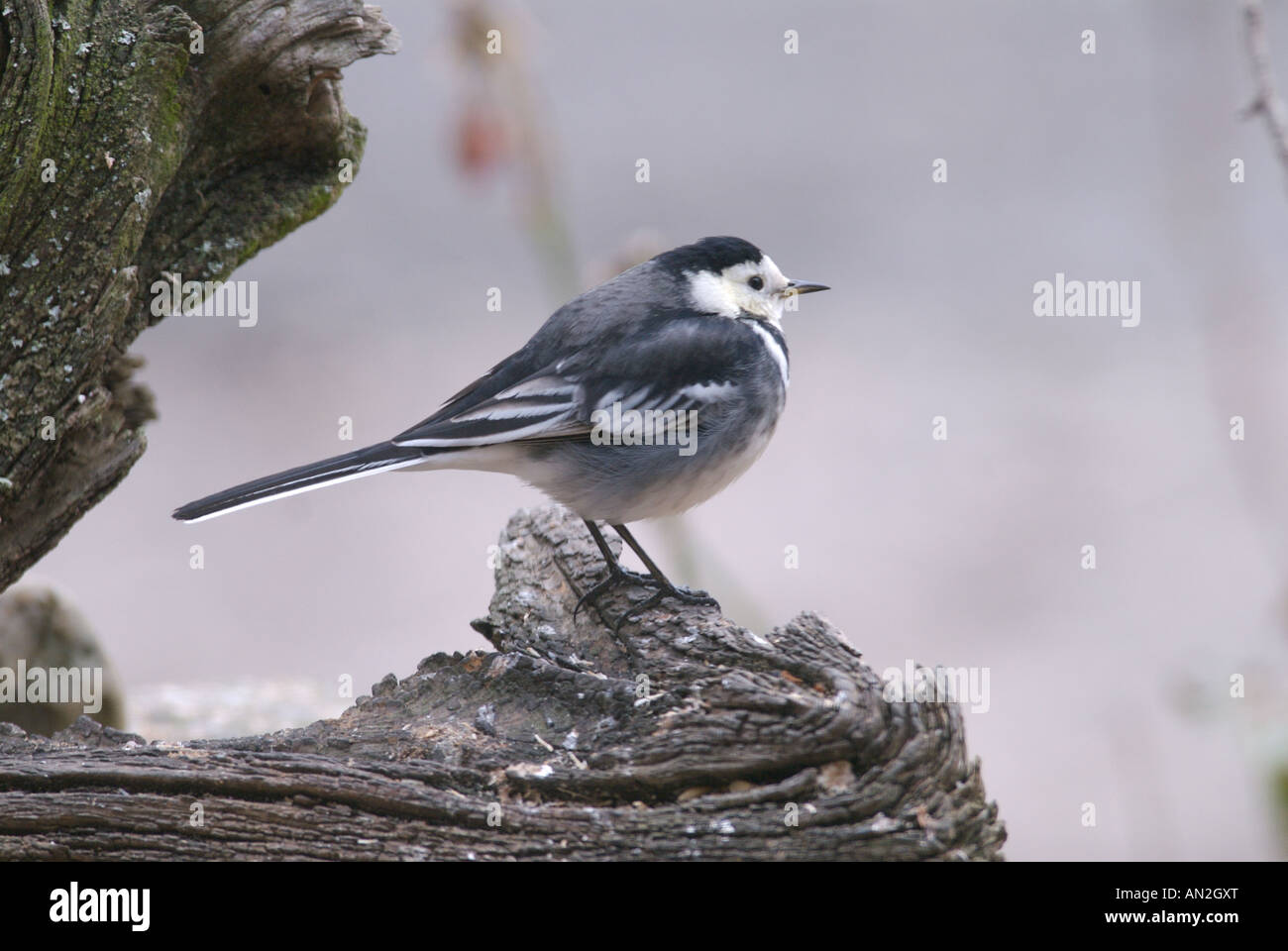 Wagtail Pied Wagtail Motacilla alba uccello residente del Regno Unito Foto Stock