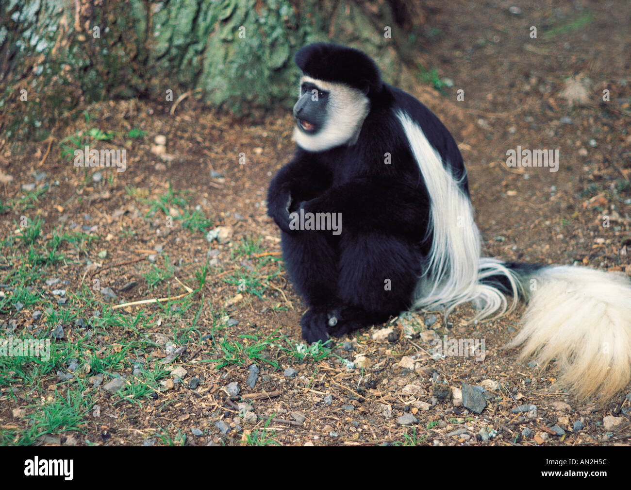 Black and White Colobus Monkey seduto per terra Monte Kenya forest Kenya Africa orientale Foto Stock