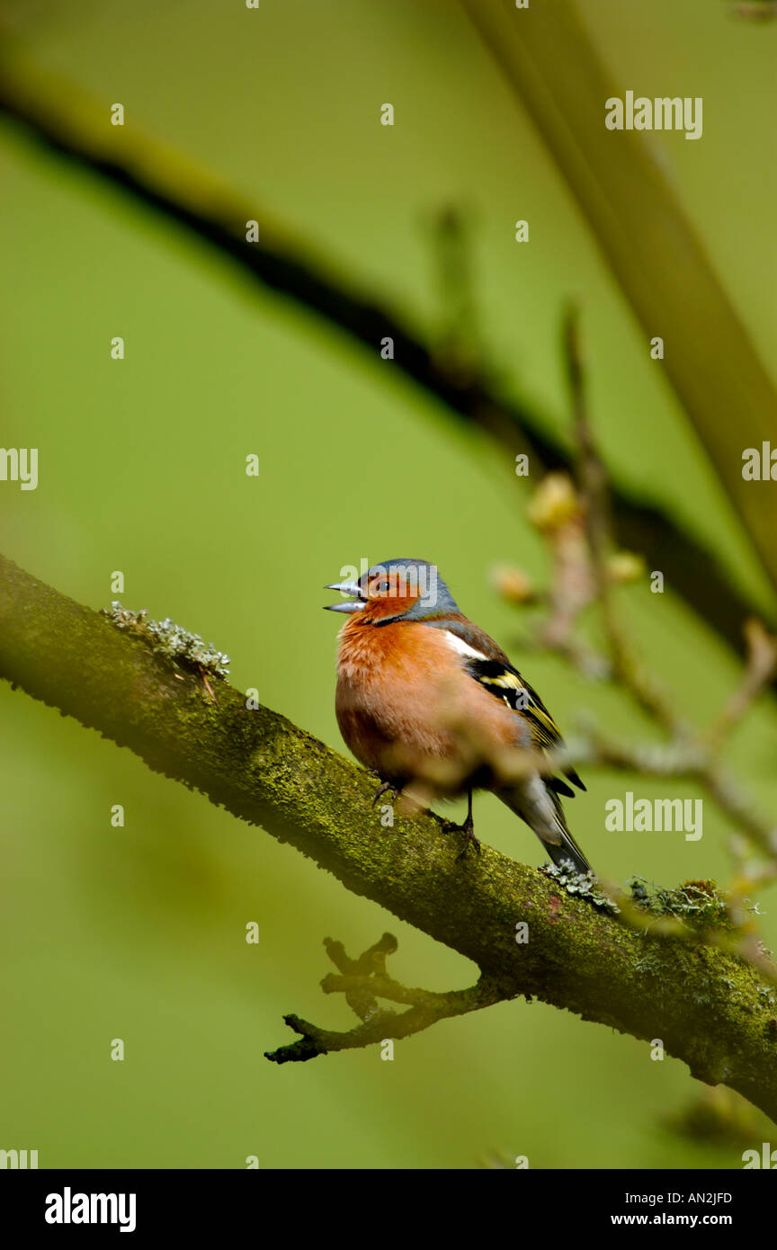 Maschio di fringuello Fringilla coelebs Foto Stock