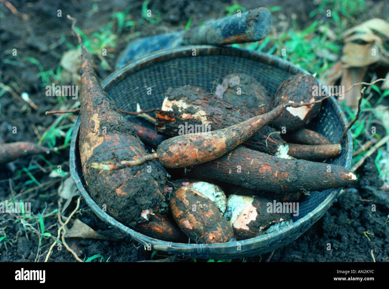 La manioca, manioca Tapioc, Tapioca (Manihot esculenta), radici di storage Foto Stock