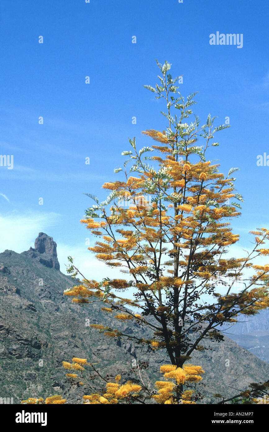 Silky legno di quercia, silkoak (Grevillea robusta), fioritura Foto Stock