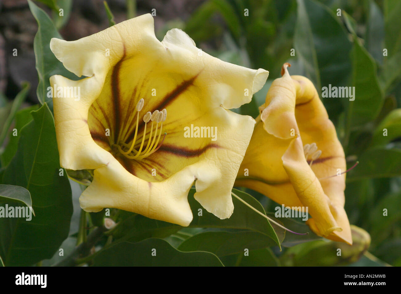 Calice verde della vigna, Coppa d'oro di vite (Solandra maxima), fiori Foto Stock